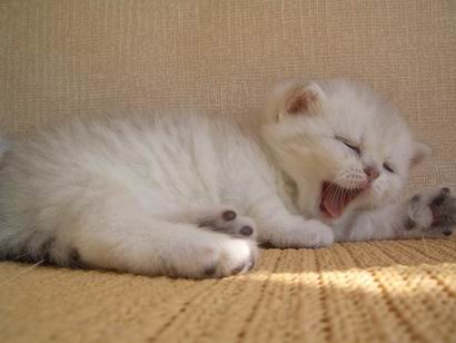 cat cat